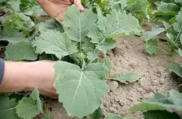 Jakie nawozy pod rzepak zapewnią najwyższe plony i zdrowie roślin?