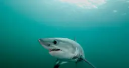 Czy rekiny są w Bałtyku? Fakty o ich obecności i bezpieczeństwie