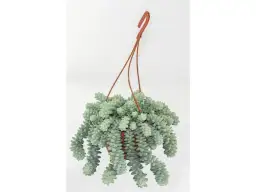 Kwiat burrito - egzotyczny składnik w mieszankach herbacianych