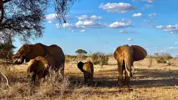 Kenia safari: Które rezerwaty wybrać? Przewodnik po dzikiej Afryce