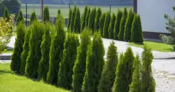 Co ile sadzić tuje? Sekrety pięknego żywopłotu w ogrodzie