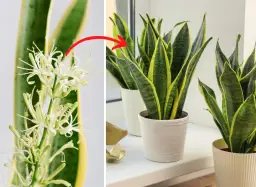 Jak kwitnie wężownica? Odkryj sekrety jej pięknych kwiatów