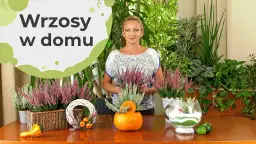 Wrzosy w domu: przesąd o pechu czy piękna ozdoba?