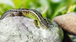 Jak skutecznie pozbyć się jaszczurek z ogrodu – naturalne i humanitarne metody