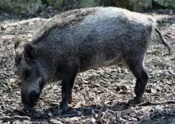 Jaka jest waga dorosłego dzika? Ciężar słusznych rozmiarów