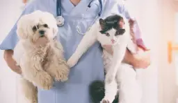 Gdzie pracuje weterynarz? Odkryj różne miejsca zatrudnienia