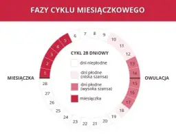 Co to jest owulacja i jak wpływa na płodność kobiet?