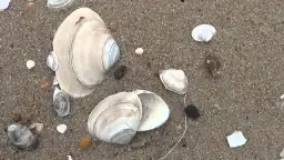 Gdzie zbierać muszle nad Bałtykiem? Odkryj najlepsze plaże i porady