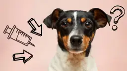 Kiedy odrobaczać szczeniaka? Kluczowe terminy dla zdrowia pupila