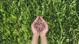 Kiedy nawozić tuje? Kalendarz i błędy zdrowy żywopłot!