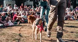 Zarobki na wystawach psów: realne przychody i koszty w branży