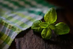 Jaki nawóz do bazylii? Odkryj najlepsze sposoby na zdrowy wzrost