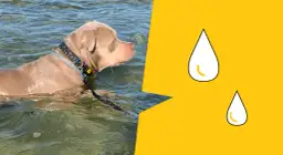 Jak pływać pieskiem: Proste kroki, aby uniknąć błędów i nauczyć się efektywnie