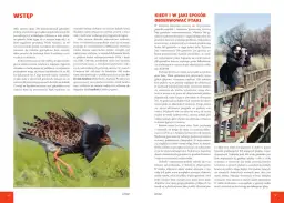 Poznaj wszystkie ptaki które zimują w Polsce - kompletny atlas gatunków