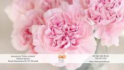 Jak przezimować goździki w doniczce? Mój sekret na piękne kwiaty