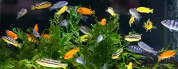 Co ile karmić rybki w akwarium, aby uniknąć problemów zdrowotnych?
