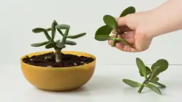 Przycinanie drzewka szczęścia: Sekrety bujnej korony i rozmnażania