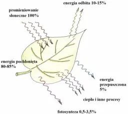  Fotosynteza - co to i jakie są jej produkty? Krótkie wyjaśnienie