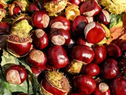 Nalewka z kasztana: na co pomaga? Zastosowanie i przepis