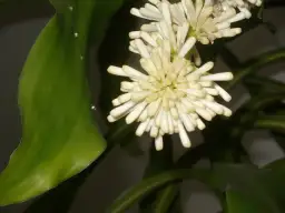 Dracena kwitnie? Jak sprawić, by Twoja roślina zakwitła