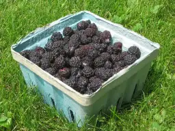 Jak przycinać czarną malinę, aby uniknąć słabych plonów?