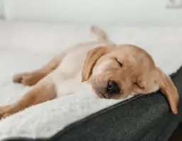 Szczeniak śpi 18-22h? To normalne! Ekspert radzi, kiedy do weterynarza.