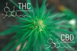 THC vs CBD: Kluczowe różnice, legalność i zastosowanie w Polsce