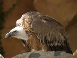 Sępy w Polsce - Poznaj wszystkie gatunki tych drapieżnych ptaków