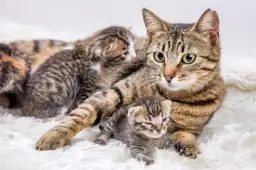 Kotka nie karmi kociąt: Przyczyny i kompletny plan ratunkowy.