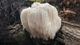 Lion's mane: 7 właściwości grzyba które cię zaskoczą