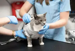 Co robi weterynarz? Od diagnozy po ratowanie życia zwierząt