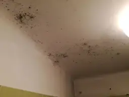 Pleśń na suficie w łazience: Usuń i zapobiegnij raz na zawsze!