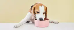 Czy pies może jeść ciepłe jedzenie: Poradnik bezpiecznego karmienia pupila