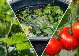 Jak zrobić nawóz z pokrzywy do pomidorów: prosty przepis