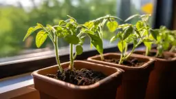 Kalendarz Siewu - Odkryj sekrety uprawy pomidorów Bajaja w doniczkach!