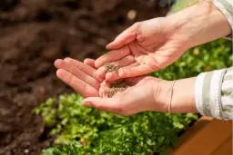 Co sadzić w kwietniu do gruntu? 15 roślin idealnych na wiosnę