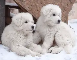 Karmienie szczeniaka owczarka podhalańskiego: Harmonogram i porady