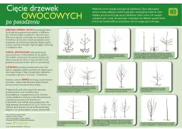 Kiedy można wycinać drzewa? - Porady i informacje