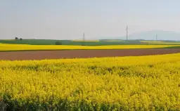 Jakie właściwości ma miód rzepakowy i jak może poprawić zdrowie