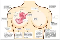 Hormony a biust: co naprawdę wpływa na rozmiar i wygląd?