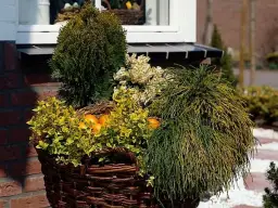 Najlepsze iglaki do donicy – wybierz idealne rośliny do swojego ogrodu