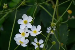 Czy jaskier zimuje w gruncie? Poznaj sekrety pielęgnacji zimowej