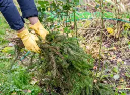 Przycinanie róż na zimę: czy warto? Jak chronić przed mrozem
