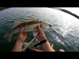 Jak złowić sandacza na spinning? Skuteczny przewodnik 2024