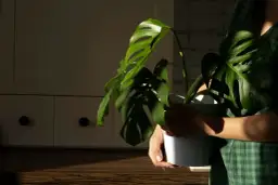 Jak przycinać monstera, aby uniknąć błędów i wspierać wzrost