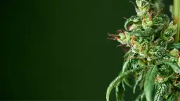 Jakie są aktualne ceny medycznej marihuany w 2025 roku?