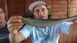 Najskuteczniejsze przynęty na suma spinning – sprawdź, co działa najlepiej