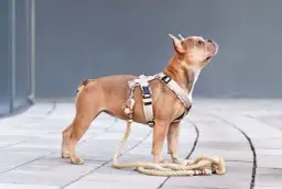 Jakie szelki dla psa? Wybierz idealne - poradnik krok po kroku