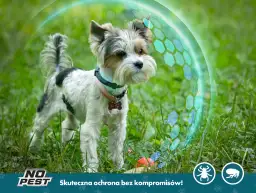 Jaką obrożę przeciw kleszczom dla psa wybrać, by zapewnić bezpieczeństwo?