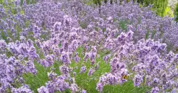 Jak przycinać lawendę latem, aby uniknąć błędów i poprawić kwitnienie